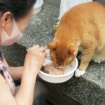 Is It Legal To Feed Stray Animals On The Streets?