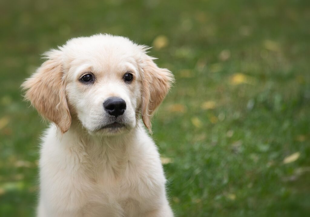 What are the characteristics of Golden Retriever Puppies?