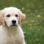 What are the characteristics of Golden Retriever Puppies?